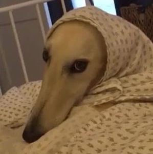 Meet your Posher, Karma